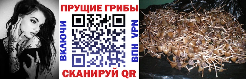Купить где  Ува  Псилоцибиновые грибы мицелий 